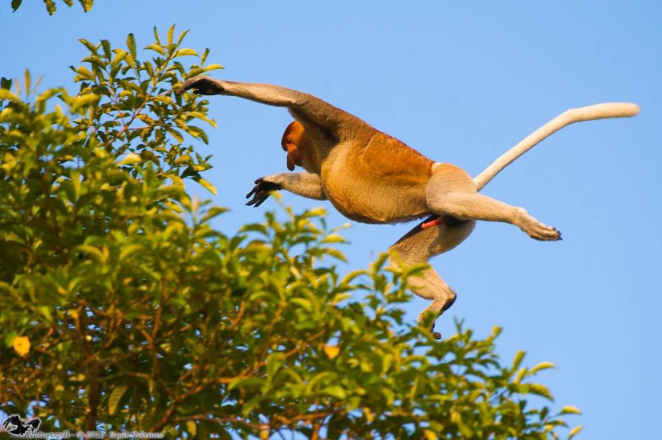 Eco-ethology of proboscis monkey, Nasalis larvatus, and assessment of ...